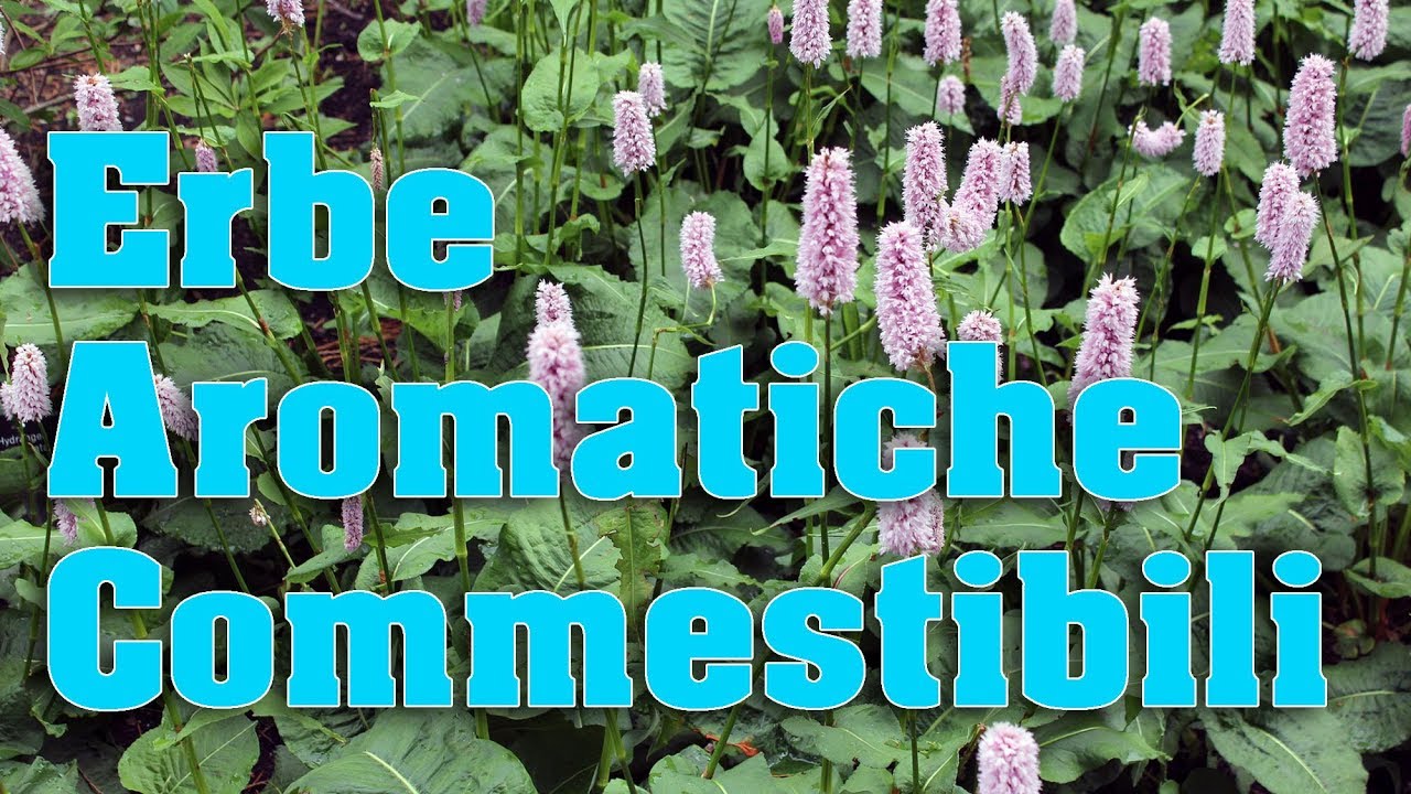 Erbe Aromatiche Commestibili: Benefici ed utilizzi