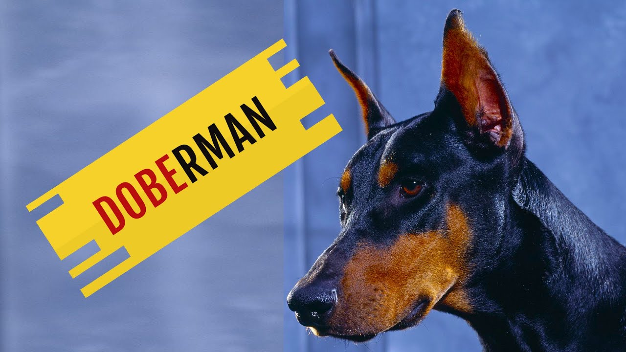 Cino Ra&ccedil;a: DOBERMAN