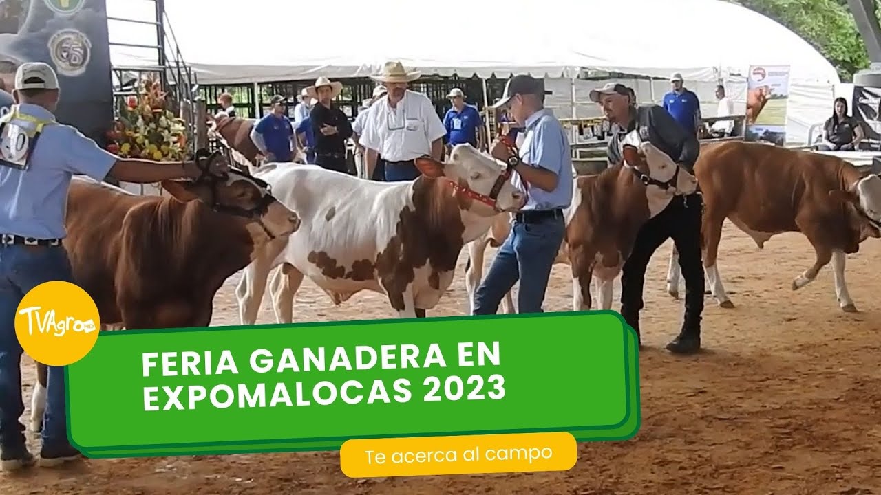Feria ganadera en Expomalocas 2023 - TvAgro por Juan Gonzalo Angel Restrepo