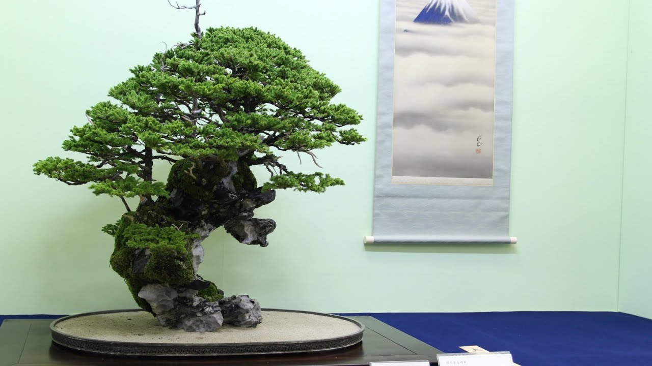 Rock Bonsai inspiration