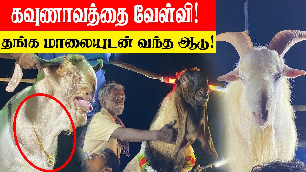 கவுணாவத்தை வேள்வி - தங்க மாலையுடன் வந்த இராட்சத ஆடு!