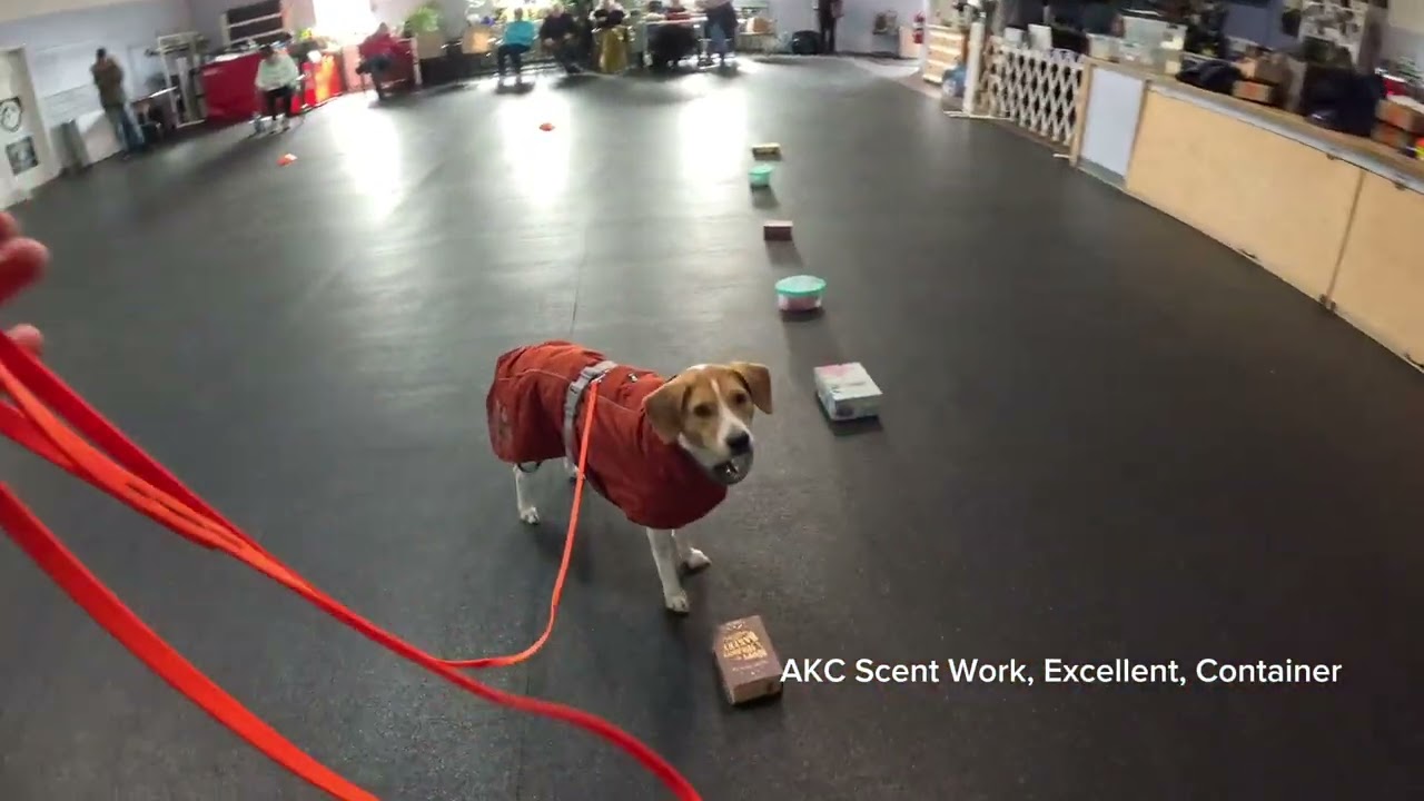 Remy - AKC Scent Work - Excellent - Container (Leg 7)