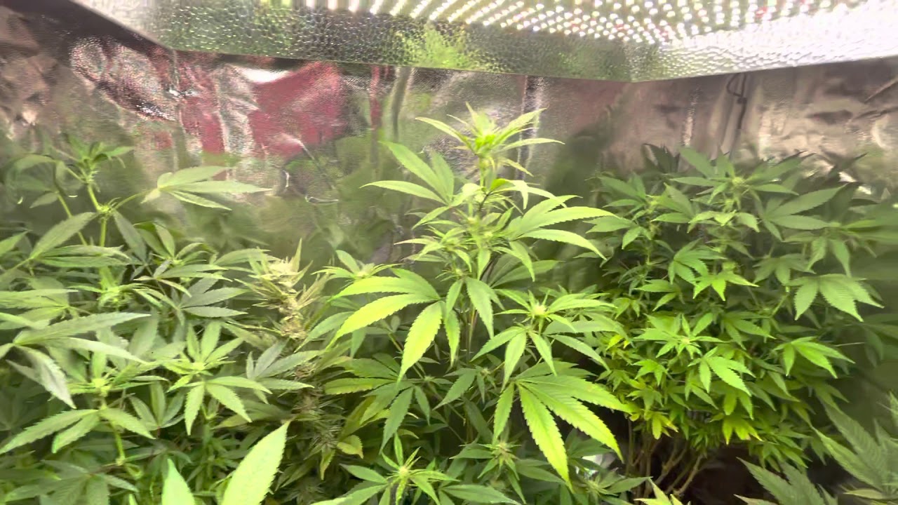 Mars Hydro Grow Journal Tsw2000 #marshydrosp6500