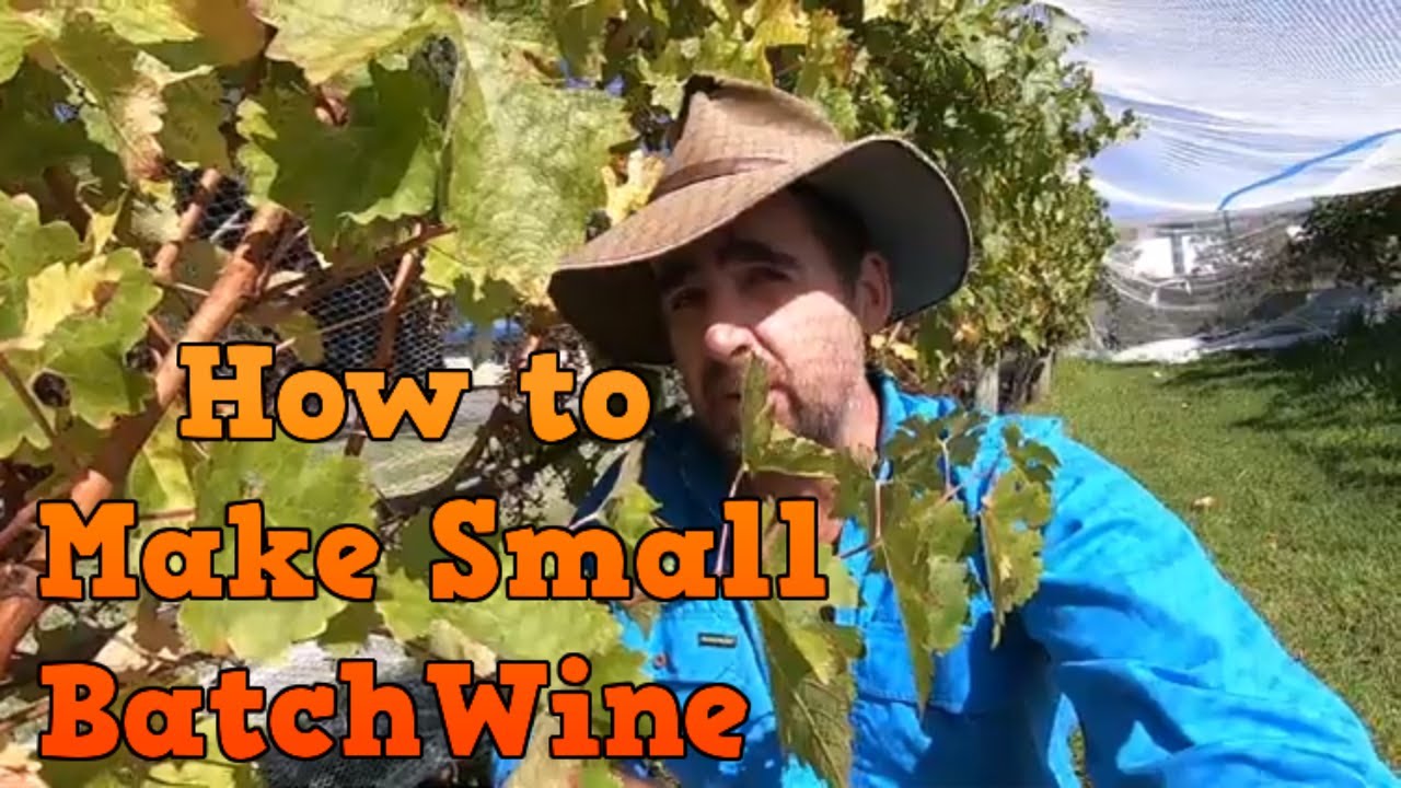How to Pick and Process Grapes to Make Wine