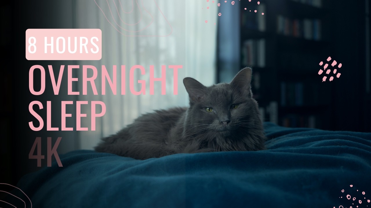 Overnight Cat Sleep for Insomnia Relief | Diva | 8 HOURS