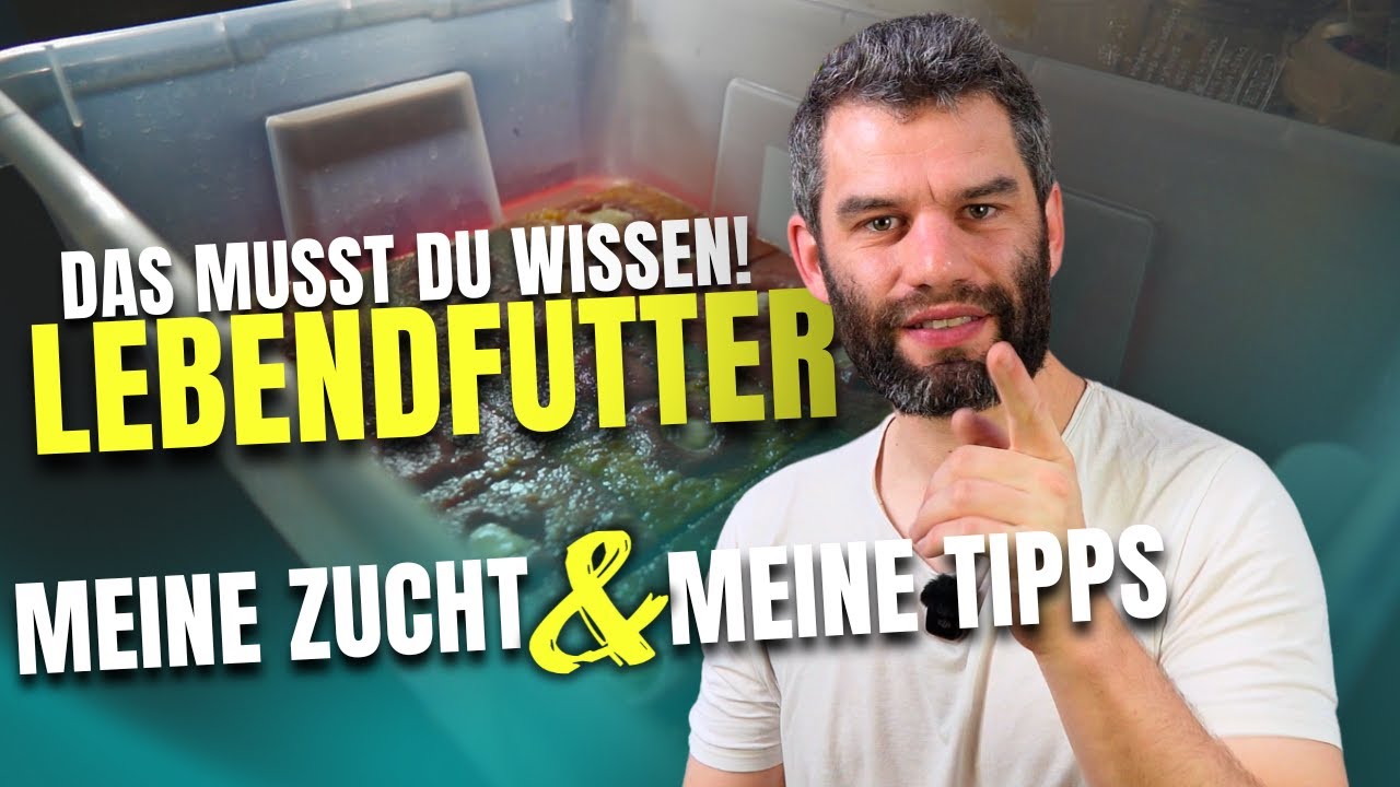 LEBENDFUTTER | das WICHTIGSTE für gesunde Fische! 🐟💥Meine Zucht und Tipps