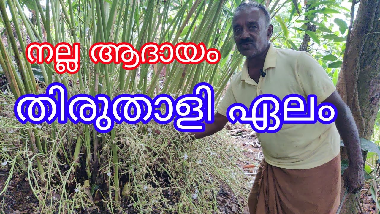 Thiruthaly Cardamom#agriculture#antony Muniyara Vlogs