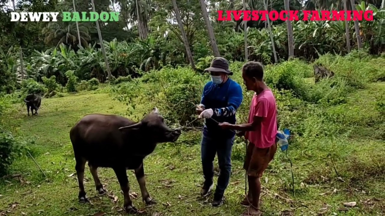 Paano mag Purga ng kalabaw #agriculture #deworming #carabao