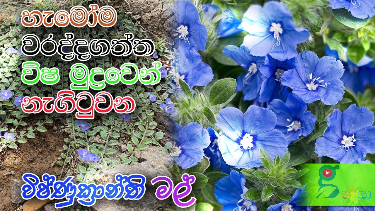 104 විෂ මුද්‍රාවෙන් ගලවන​ විෂ්ණුක්‍රාන්ති මල​ ඔබත් පටලවගෙනද​ ?
