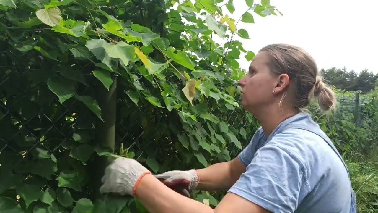 Przycinam winogron, żywopłot itp.