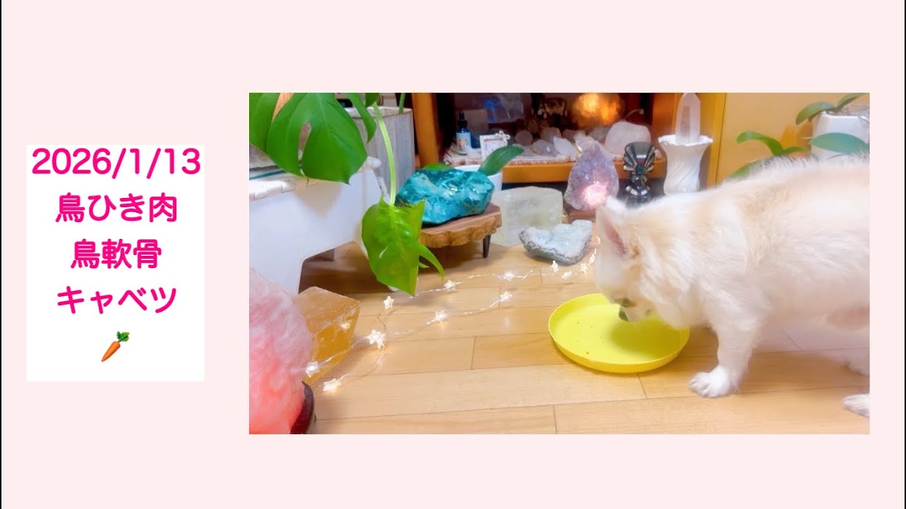 ラッキー⭐️と北斗⭐️今日も元気にいただきます❤️❤