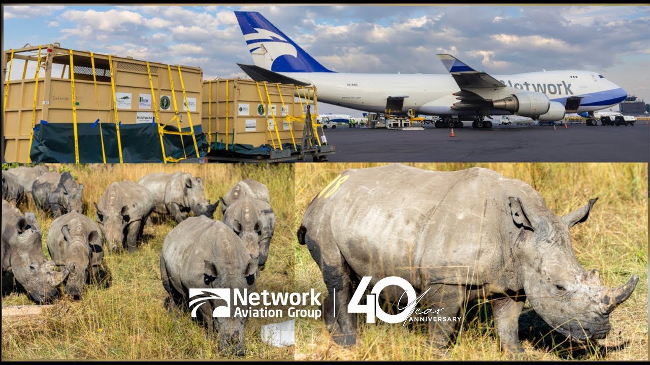 Network Airline Management Translocates 70 White Rhinos to Rwanda! 🦏🤍