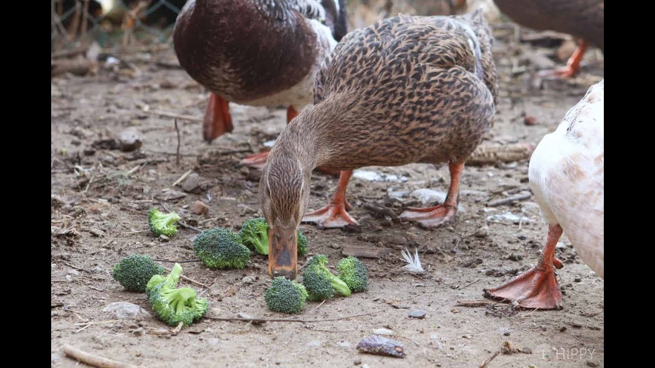 Can Ducks Eat Broccoli? Is It Even Safe For Them?