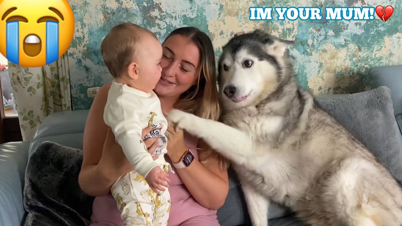 Хаски думает, что она мама моих малышей!😭.