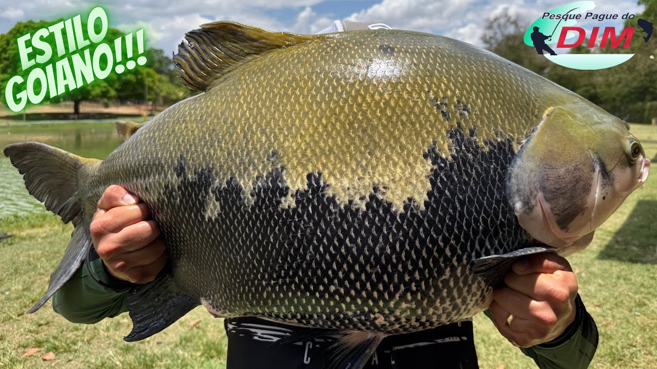 MUITO TAMBAQUI NO ESTILO GOIANO!!! 3° DIA NO Pesque Pague do Dim em Jaraguá-GO 