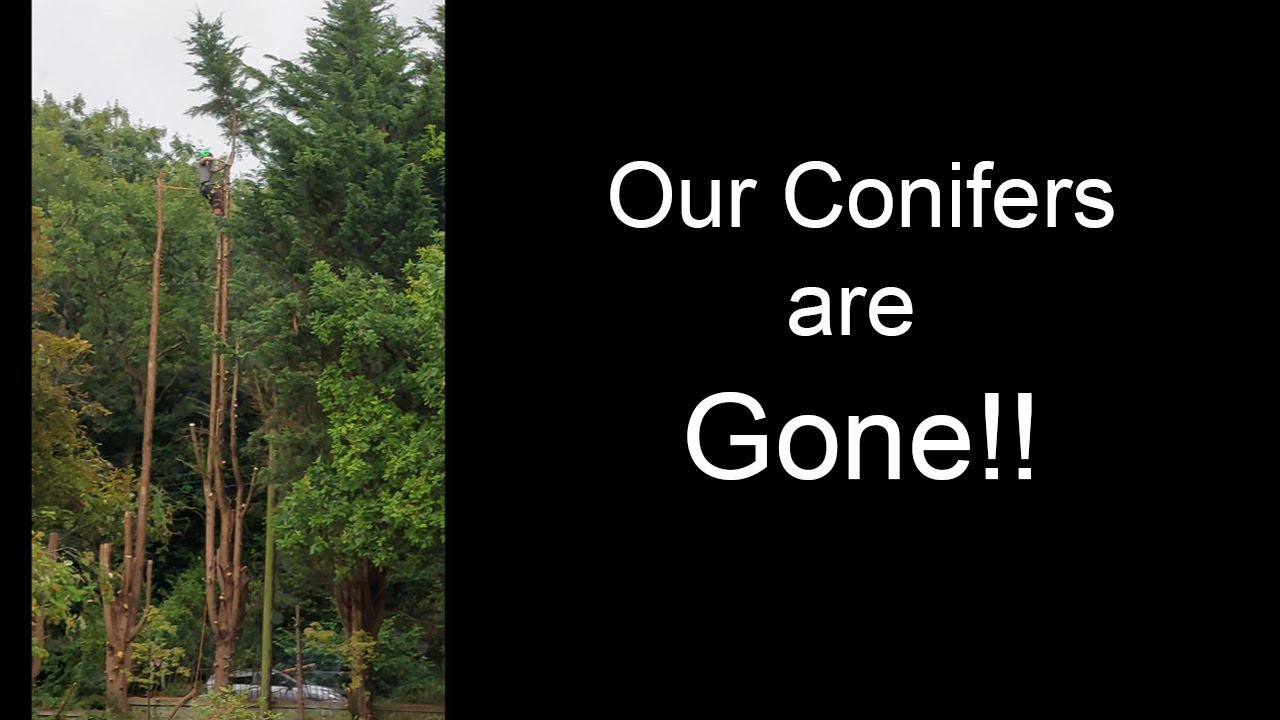 They removed our CONIFERS!