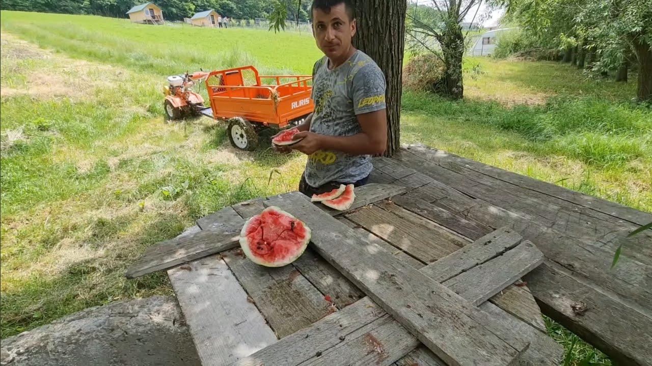 Am furat și am mâncat pepenele fără să știe Cornel la Căsuța din Pădure !!