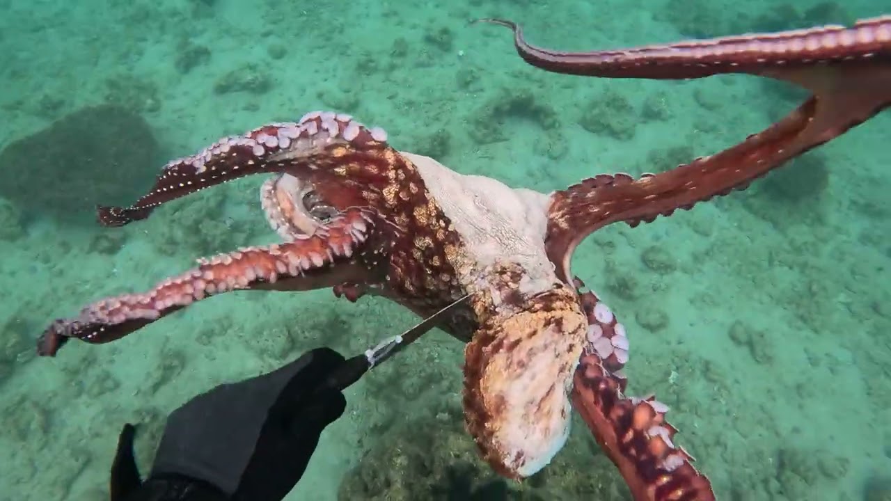 【素潜り魚突き】2025年1月9日【spearfishing in JAPAN】