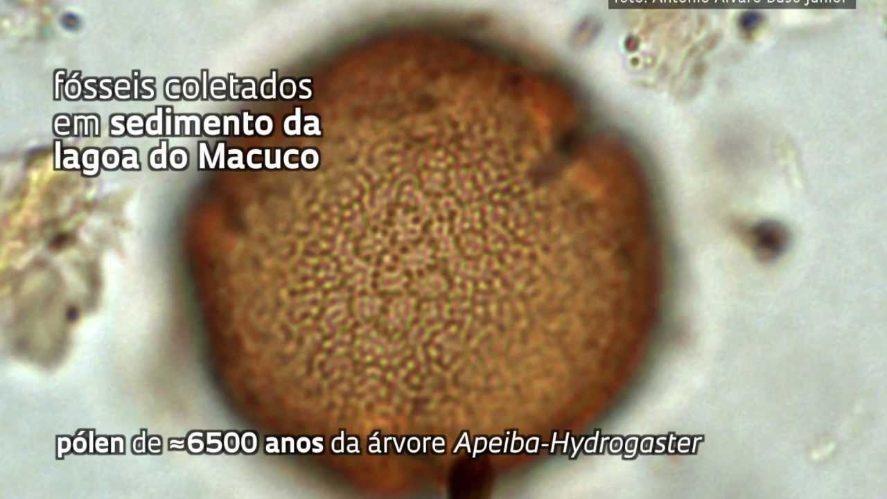 Mata atlântica do Espírito Santo tem resquícios de floresta amazônica