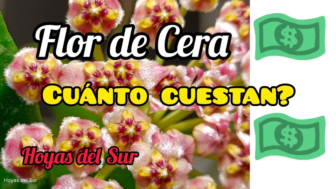 Precio y consejos para empezar una colección de Flor de Cera, Hoyas.