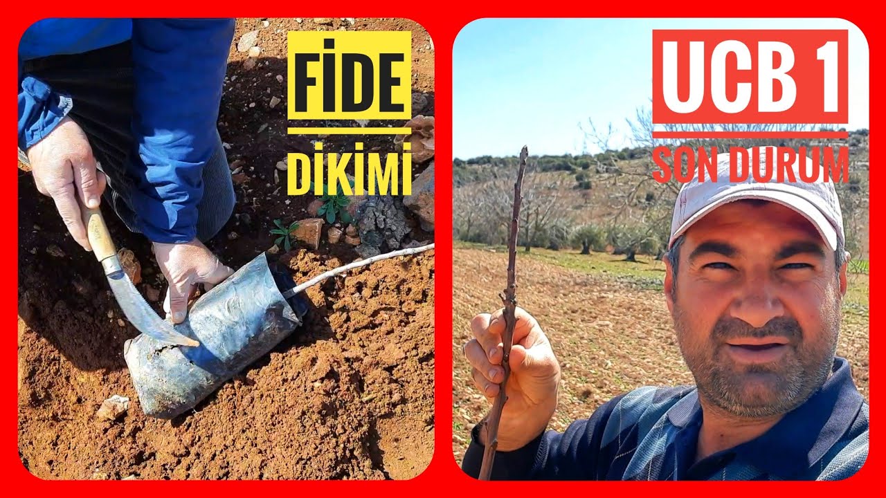 KURUYAN FISTIKLARA YENİ FİDE DİKİMİ, 1 YAŞINDAKİ SİİRT AŞILARI ve UCB 1 LERİN SON DURUMU...