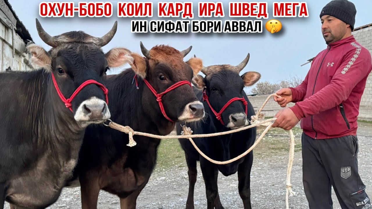 4-САР ШВЕДХОИ ДАХШАТ АЗ ФЕРМАИ ОХУН-БОБО 14 марта 2026 г.