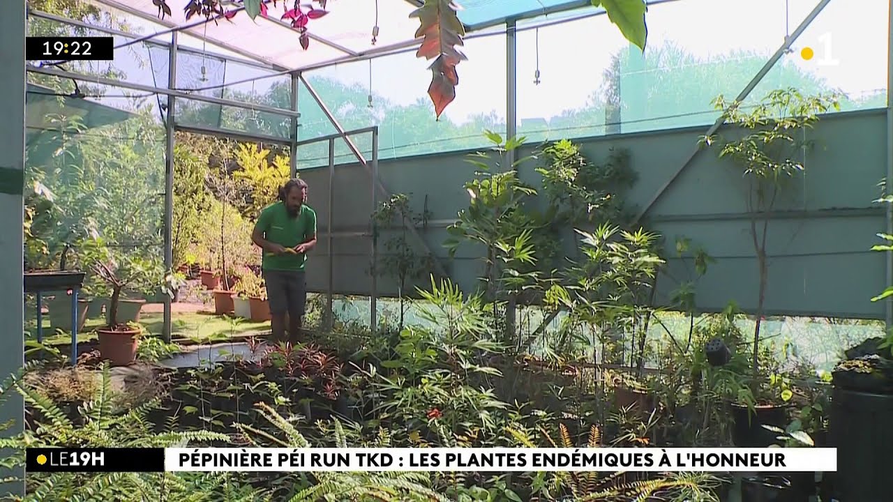 Ouverture d'une pépinière dédiée aux plantes endémiques et indigènes de La Réunion