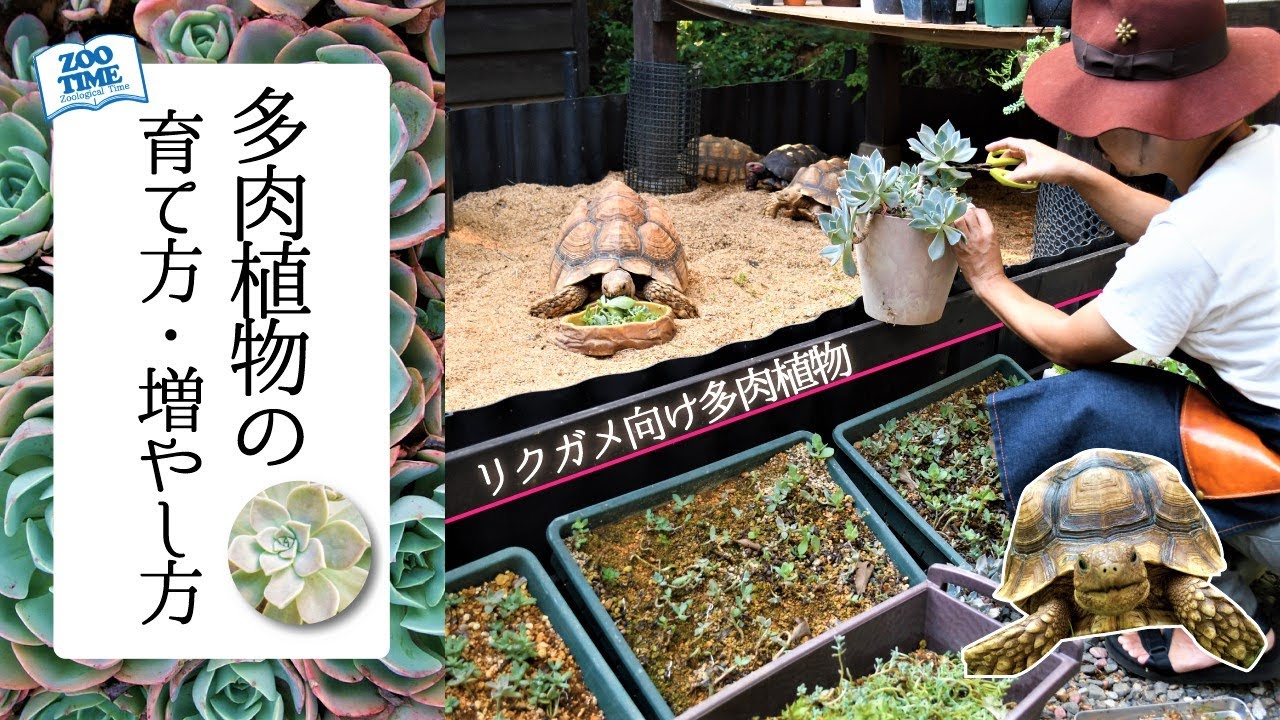 ★【多肉植物完全攻略】【誰でも簡単にできる】リクガメ向けの多肉植物の育て方・増やし方 @ZOOTIMEch