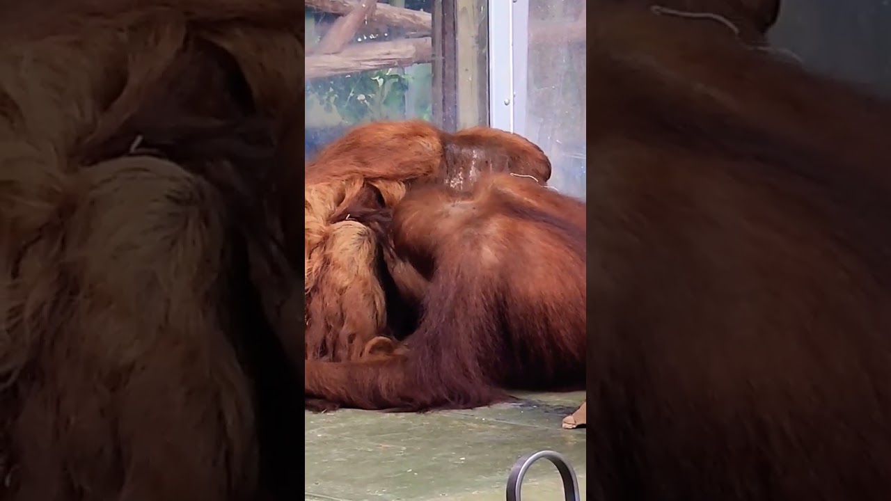 #shorts #giant #orangutan family
