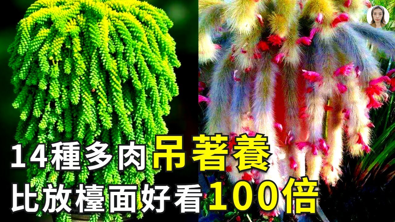 新手養多肉，這些多肉品種要吊著養，比放檯面好看100倍，簡直美翻了|花花世界