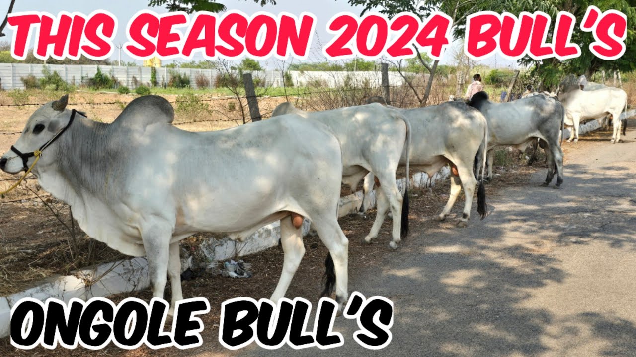 2024 Season ki pehli video bade janwar in shamshabad | ongole bull's available near Hyd