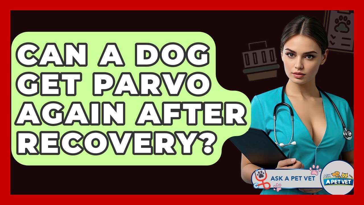 Can A Dog Get Parvo Again After Recovery? - Ask A Pet Vet