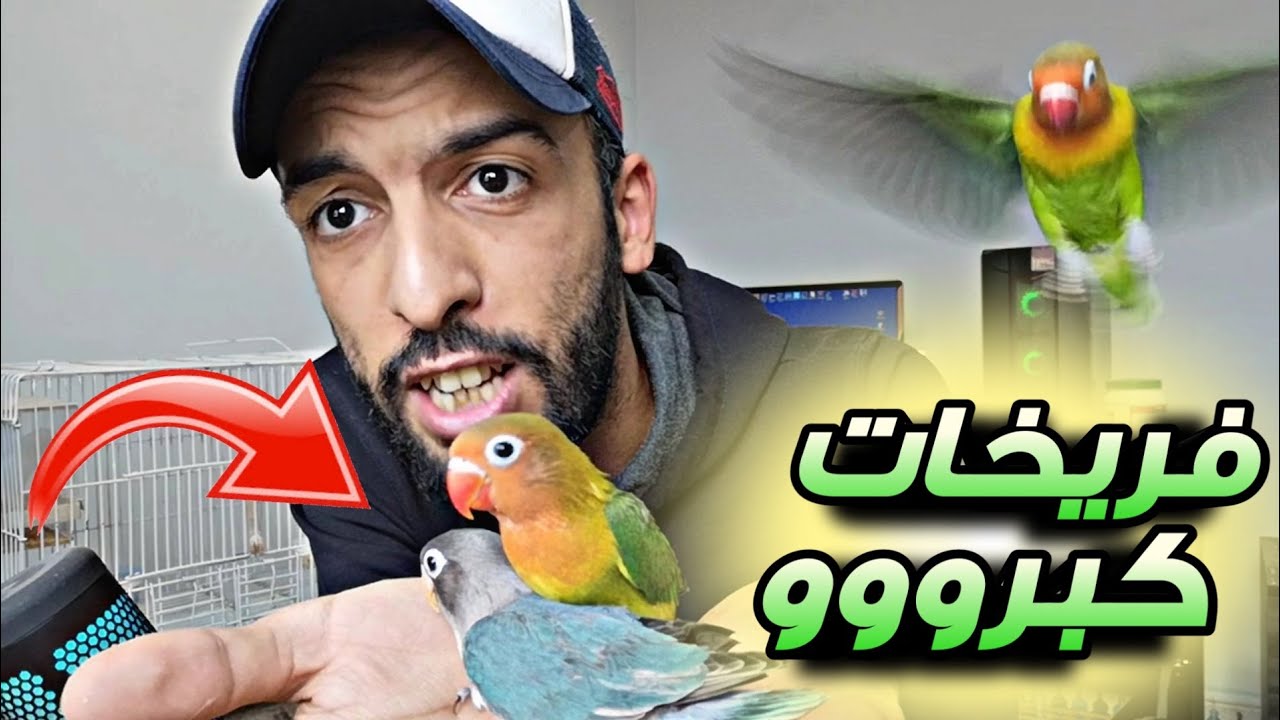 كيف أقوم بفطام فراخ الفيشر الصغيرة ؟ 🤔 إنتهاء فترة التأكيل اليدوي 😁