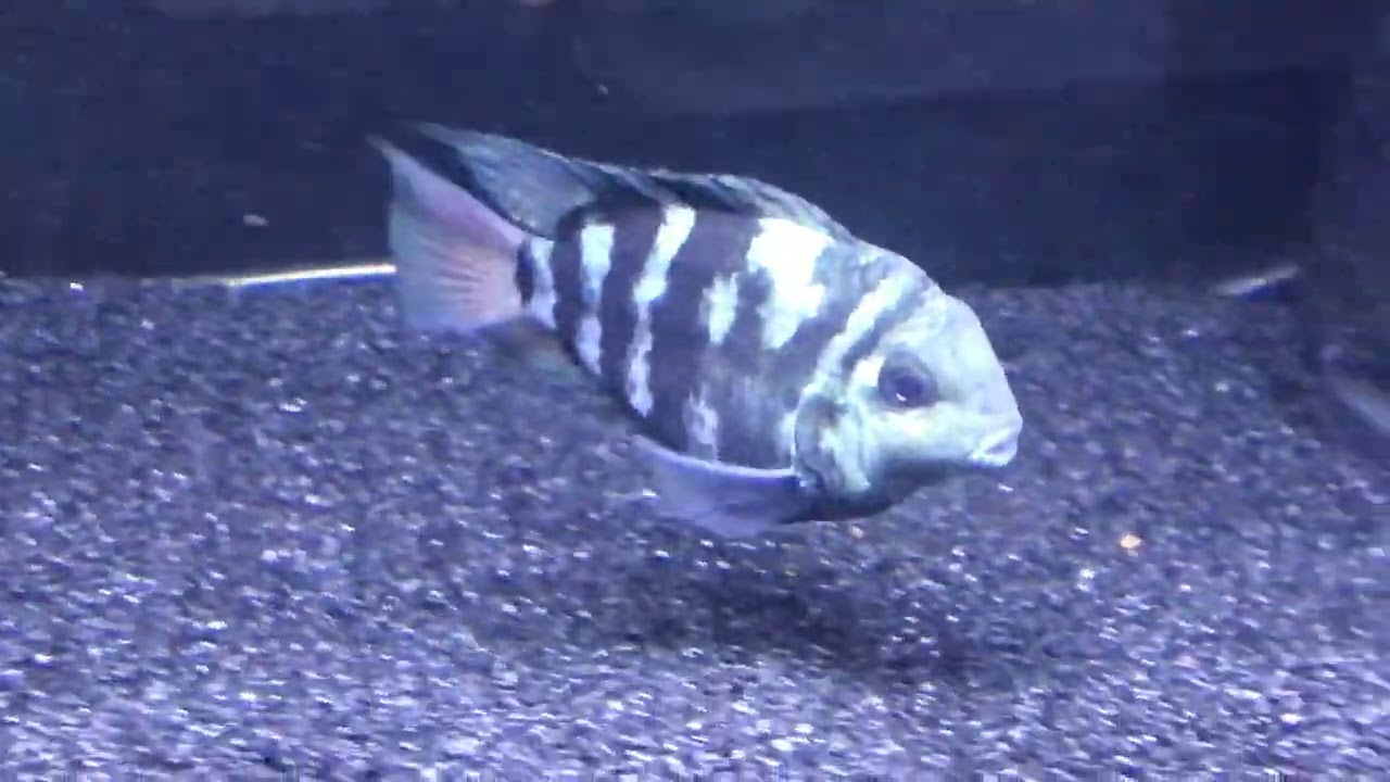 MALE AND FEMALE POLARBLUE CICHLID