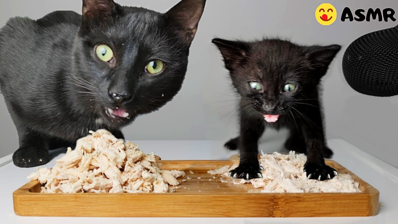 Котенок и кошка едят курицу АСМР