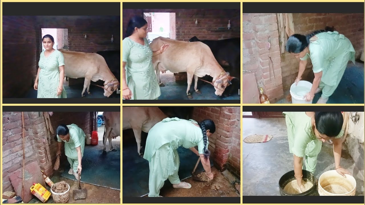Next Day Next Vlog with my cow 🐄❤️ |Cow lover |