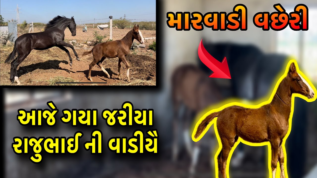 આજે ગયા જરિયા 