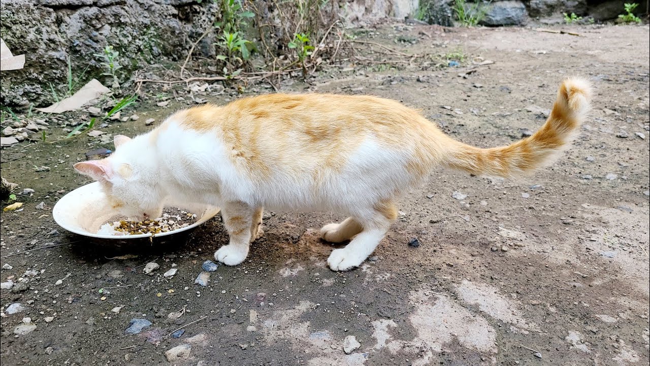 how a CAT lives on a Daily 😻 CAT LIFE 🐈 