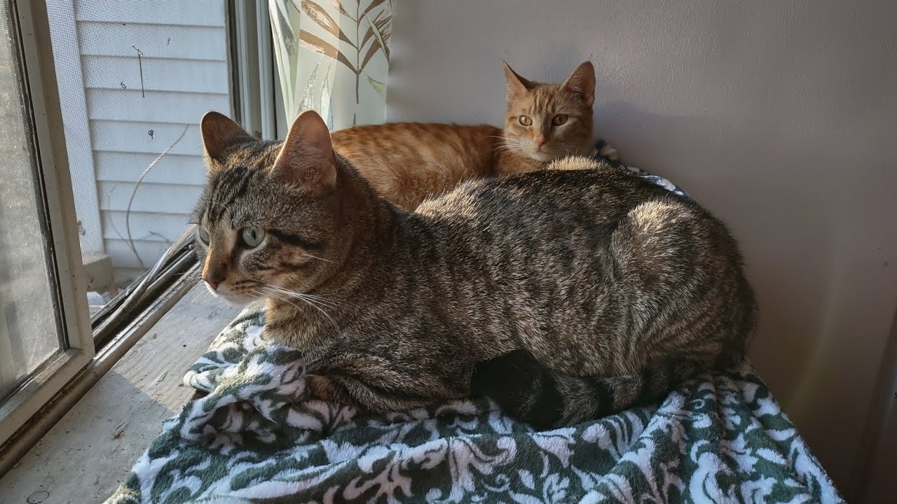Two cats waiting for spring Caturday is everyday