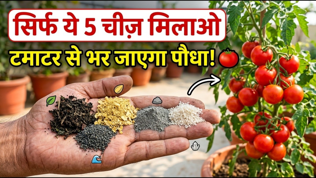 How to Grow Organic Tomatoes at Home || घर पर जैविक टमाटर कैसे उगाएं || 7 Ingredients Secret!