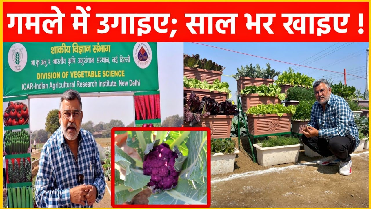 घर में सब्जी उगाना हुआ आसान; गमले में उगाइए, साल भर खाइए! Unique Research of ICAR Scientists.