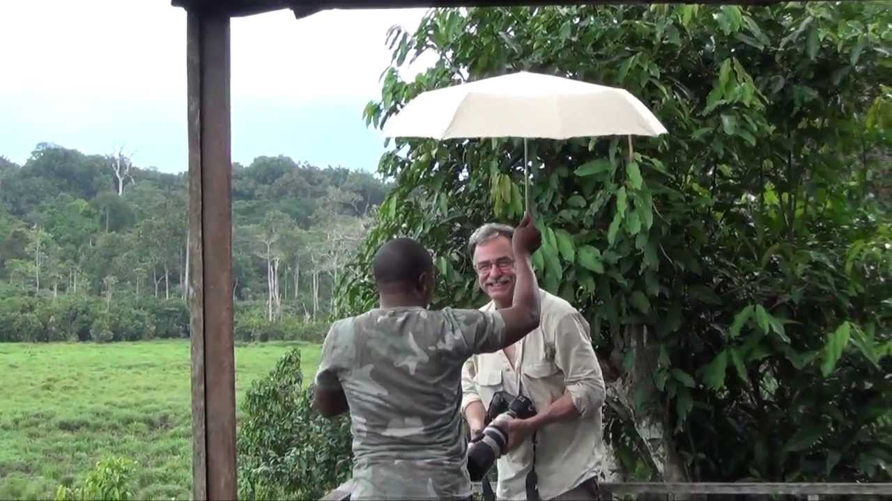 Western lowland gorilla safari to Nouabale-Ndoki National Park, Republic of Congo