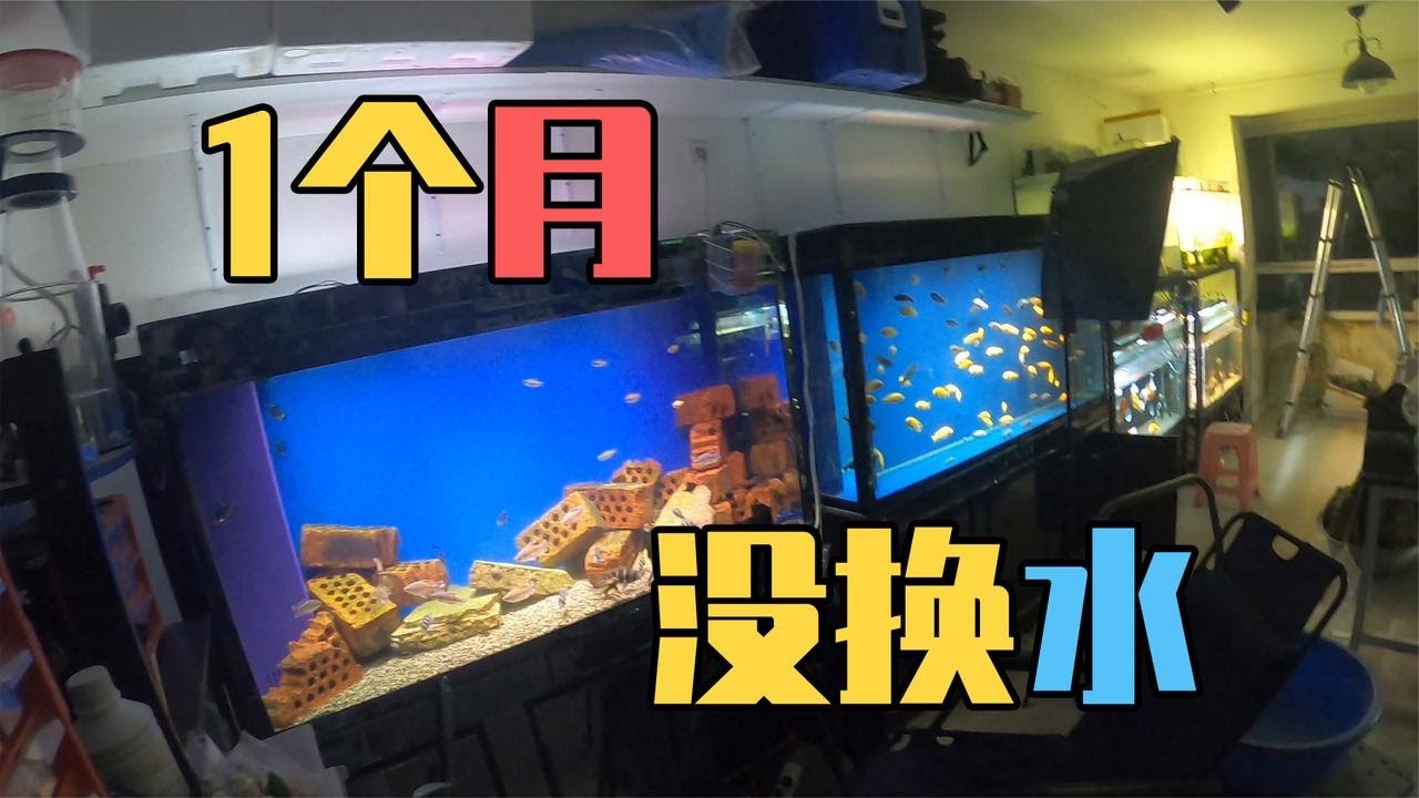 【亮哥養魚】不洗濾棉！推崇清道夫！小魚自然繁殖!亮哥魚房維護乾貨分享！
