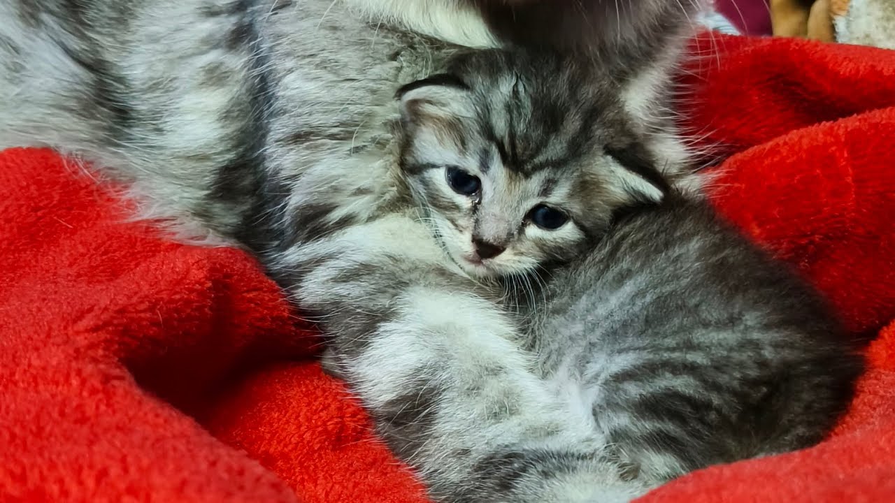 മിക്കികുട്ടൻ പോവേണ് അങ്ങ് മാംഗ്ലൂർക്ക്.. #cat #pets