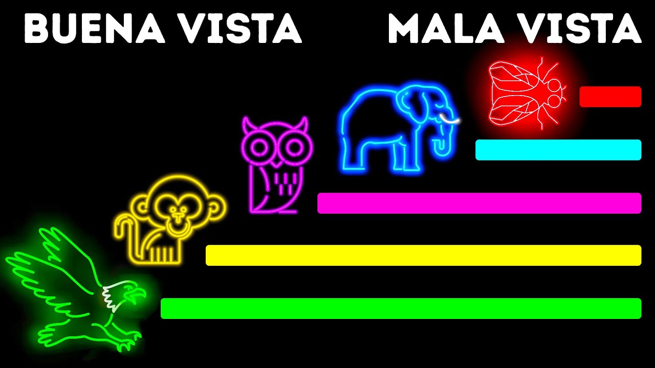 Animales que ven el mundo como ninguna otra criatura