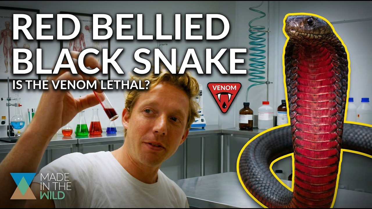 Snake Venom vs My Blood!