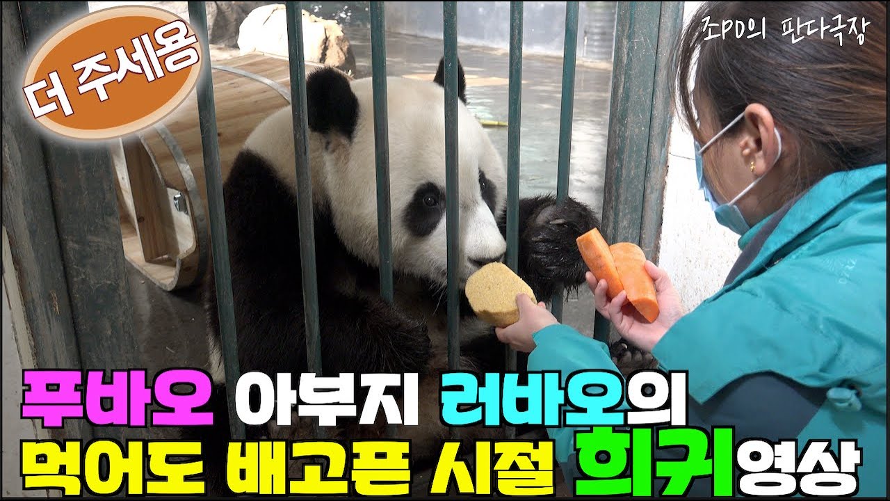 [한국농수산TV] #푸바오 아부지 러바오 어릴적 성장기 먹방 !! 먹고 뒤돌아서면 배고픈 시절 2015년 12월 산동성 린이동물원