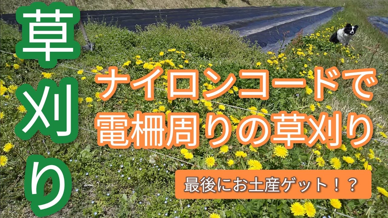 【草刈り】 ナイロンコードで電柵周りの草刈り
