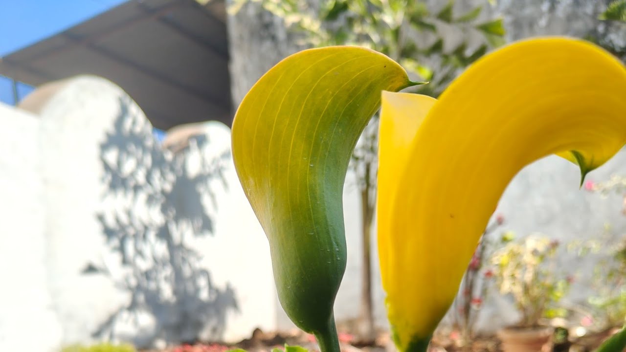 🌲नया गार्डन बनाने की तैयारी