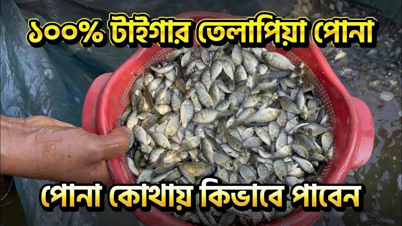 ১০০% টাইগার তেলাপিয়া মাছ | অরিজিনাল তেলাপিয়া মাছের পোনা কোথায় পাওয়া যায় | 01945757200 